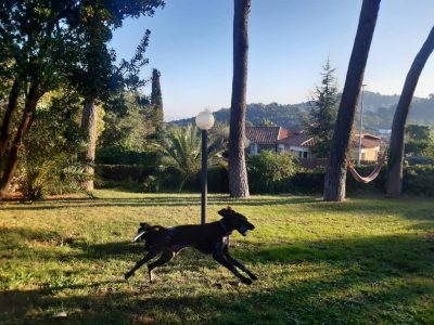 Передержка Собак в пригороде Барселоны